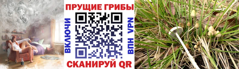 Галлюциногенные грибы мухоморы  Дорогобуж 